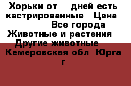   Хорьки от 35 дней есть кастрированные › Цена ­ 2 000 - Все города Животные и растения » Другие животные   . Кемеровская обл.,Юрга г.